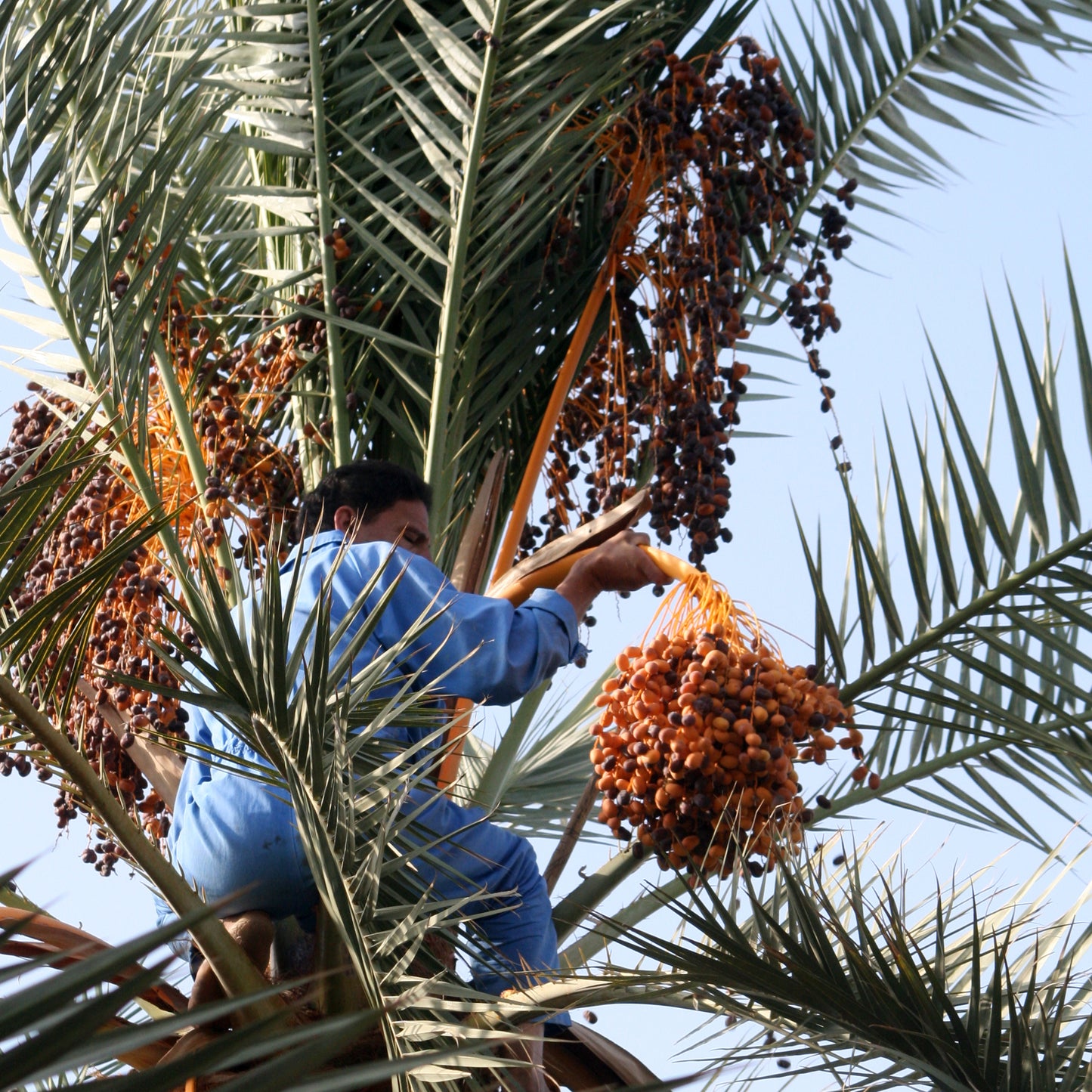古代小麦のハーマンタッシェン <デーツ>