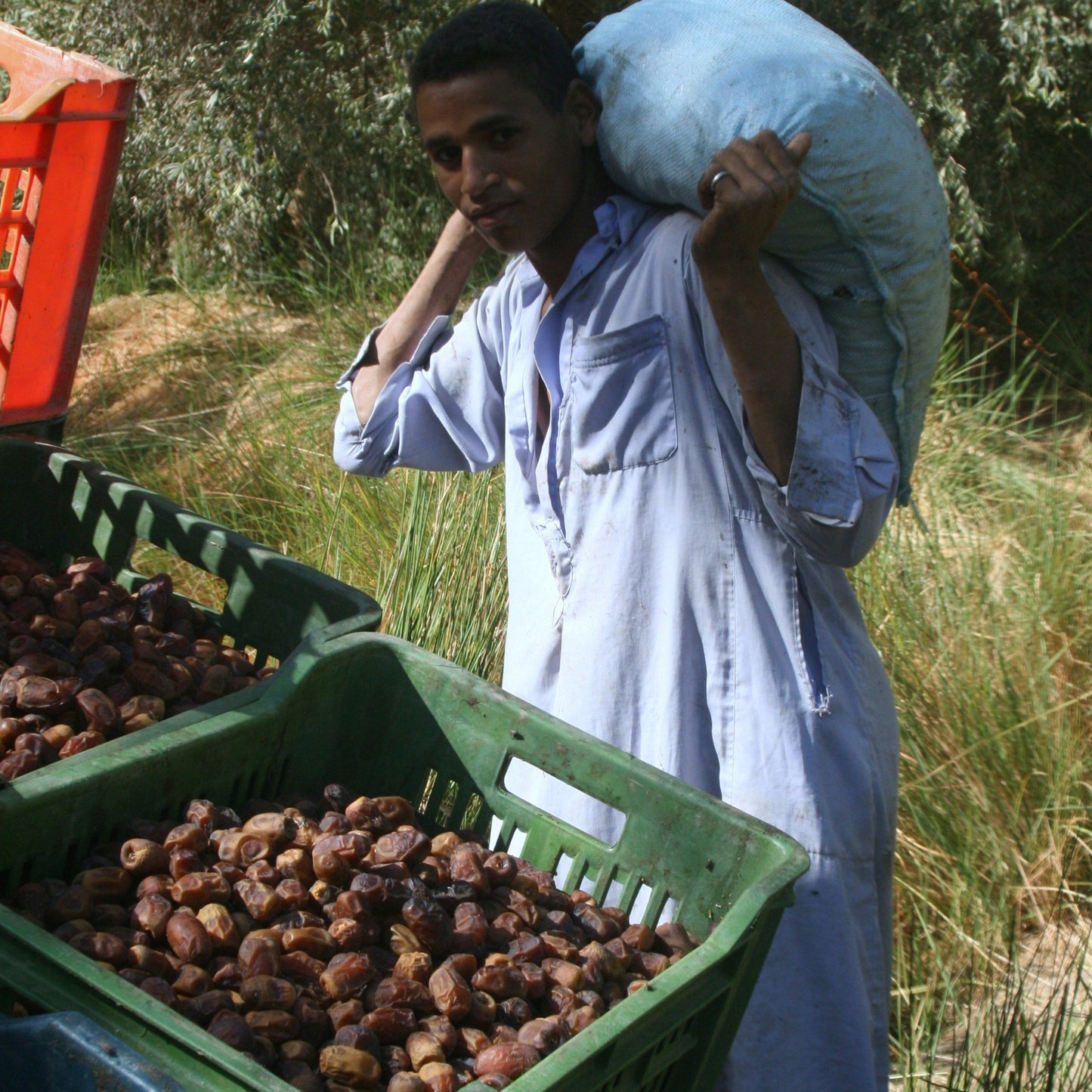 古代小麦のハーマンタッシェン <デーツ>