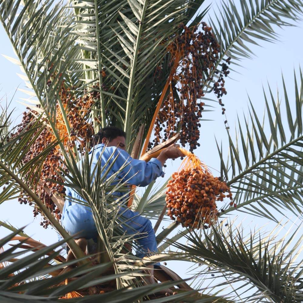 エジプシャンデーツ