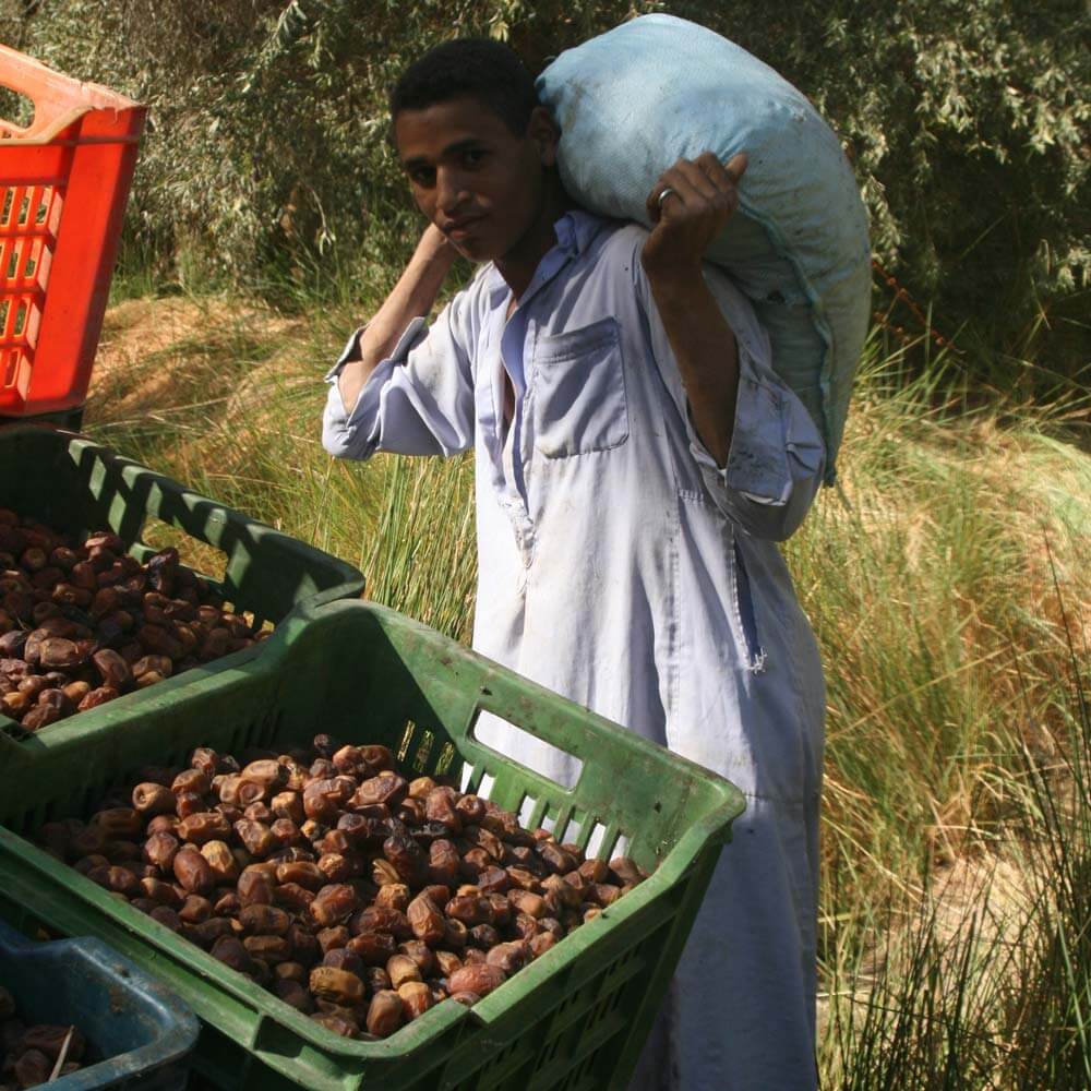 エジプシャンデーツ