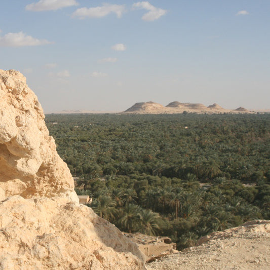 古代小麦のハーマンタッシェン <デーツ>