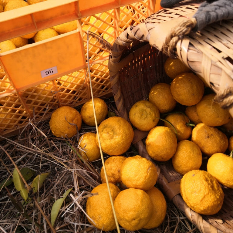 
                  
                    【数量限定】ジェラート「ゆず」
                  
                