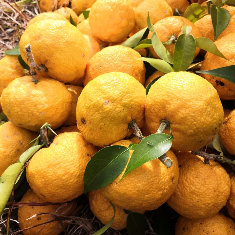 
                  
                    【数量限定】ジェラート「ゆず」
                  
                