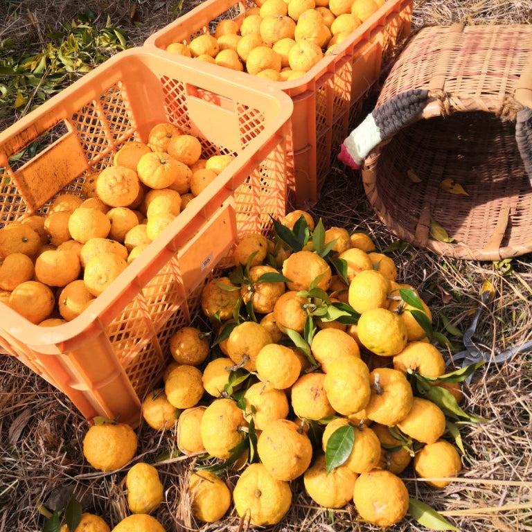 
                  
                    【数量限定】ジェラート「ゆず」
                  
                