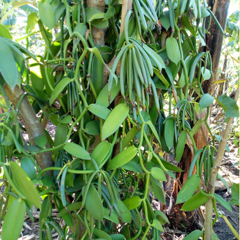 ウガンダ産バニラビーンズ – FAR EAST BAZAAR Online shop